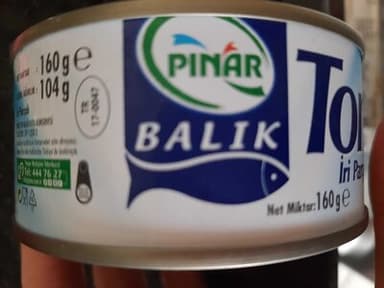 Ton Balığı